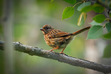 Young Song sparrow perched on a branch in the summer wood.