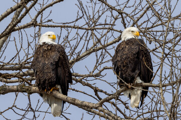 American Bald Eagle Couple