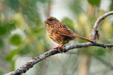 Young Song sparrow perched on a branch in the summer wood.