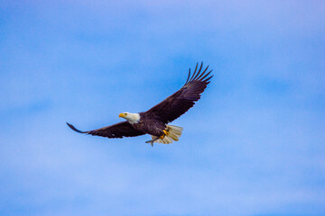 American bald eagle in flight with Fish Catch