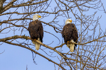 American Bald Eagle Couple in Tree