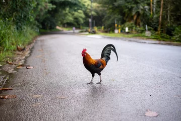 Rolgordijnen chicken crossing the road © Brodi