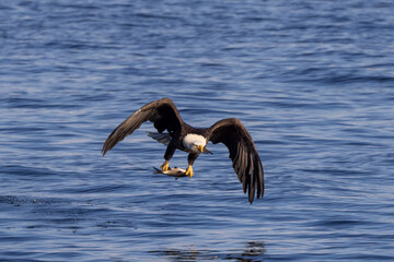 bald eagle in flight with fish catch