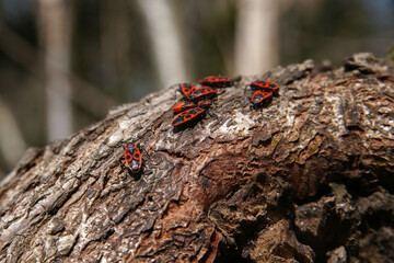 A group of red beetles on tree bark. The colony of Pyrrhocoris apterus. 