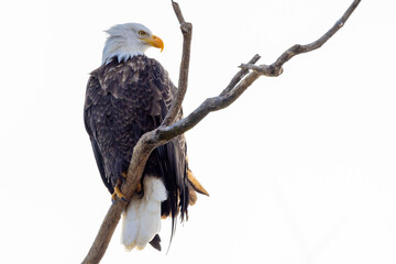 american bald eagle