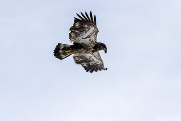 Immature Bald Eagle in Flight