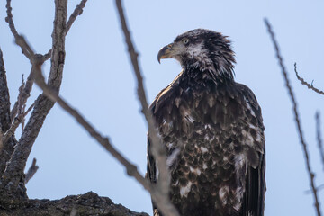 Immature Bald Eagle in tree Close up
