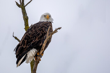 bald eagle on branch against blue sky