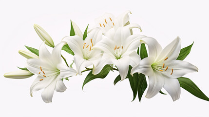 A solitary Natal Lily, or White Crinum moorei, is depicted on a pristine white background.