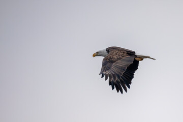 eagle in flight