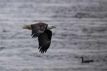American bald eagle in flight