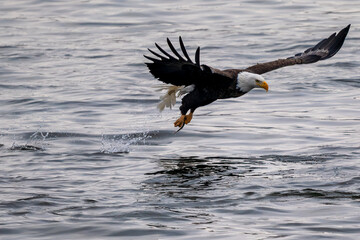 American bald eagle with fish it caught