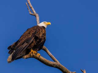 Bald eagle on limb