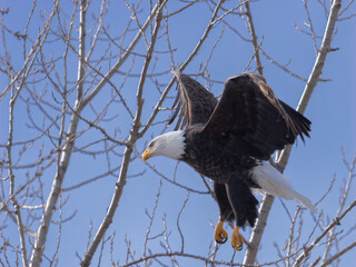 American bald eagle landing