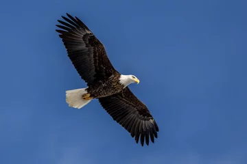 Muurstickers bald eagle in flight © Steven