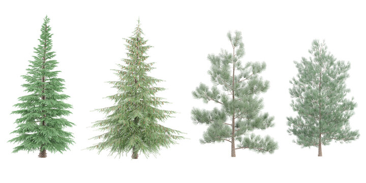 Deodar cedar,Spruce,Pinus sylvestris trees with transparent background, 3D rendering, for illustration, digital composition, architecture visualization