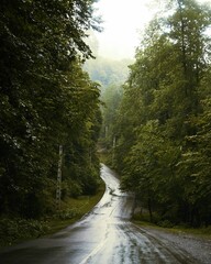 Wet rural road surrounded by lush greenery.