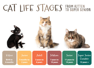 Cat life stages infographic or visualization. Cat development chart with a kitten and adult cat and a super senior cat. 6 Feline growth stages with age descriptions in months and years.