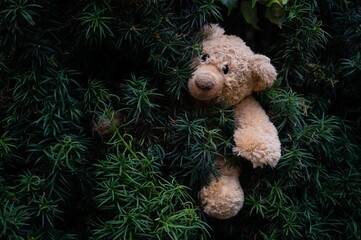 Stock photo features a stuffed teddy bear hanging from a bush of a Christmas tree