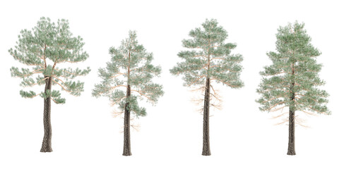 Pinus sylvestris,Pinus pinaster Trees isolated on white background, tropical trees isolated used for architecture