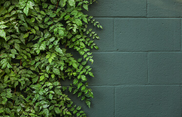 green plants gracefully thrive on weathered walls, embodying resilience, adaptability, and nature's ability to beautify even the harshest environments in this textured background