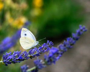 Macro of a white cabbage butterfly