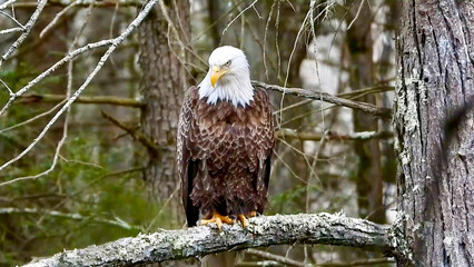 Majestic Bald Eagle perching on branch