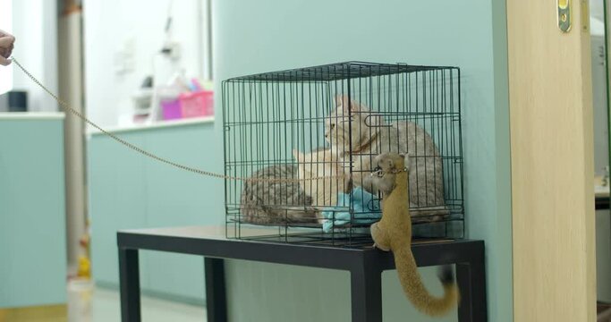 The squirrels perched on the cages of the 3 cats. They were like friends.Three cats were in cages that their owners had put in them in preparation for treatment at the clinic.