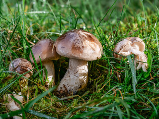 Horngrauer Rötelritterling (LEPISTA PANAEOLUS)