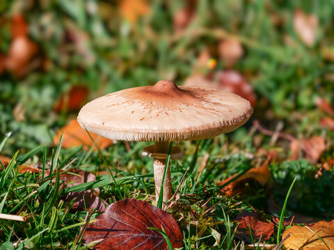 Zitzenriesenschirmling (MACROLEPIOTA MASTOIDEA)