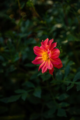 Red dahlia flower in the park
