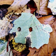 autumn leaf smiley face