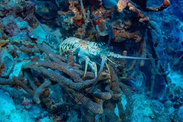 Closeup of a lobster on a coral reef