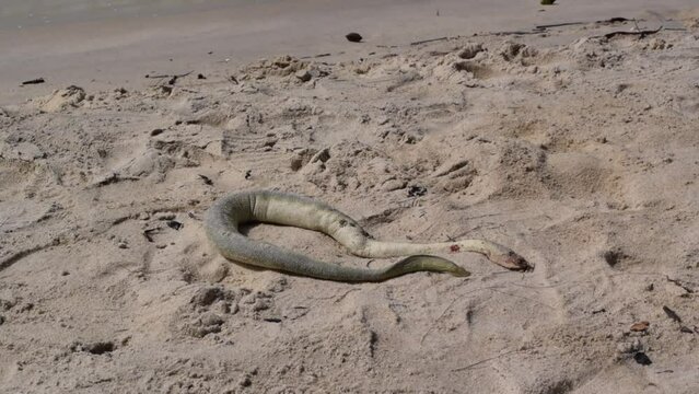 Sea snake on sandy beach.
