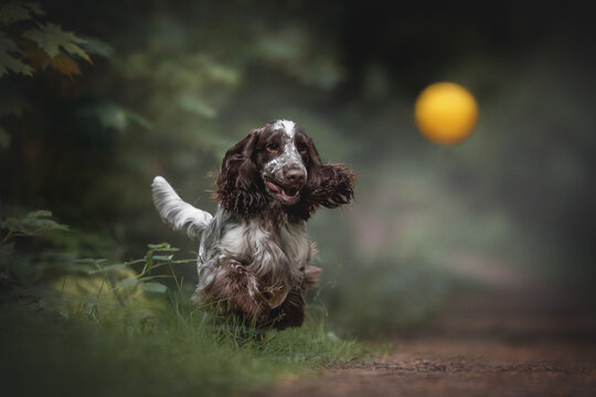 Crazy English cocker-spaniel dog playing with a yellow ball among summer forest
