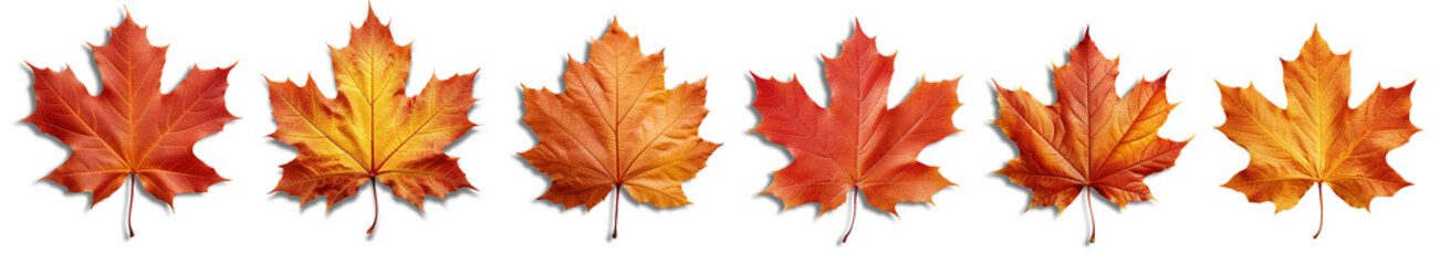set of maple leafs isolated on transparent or white background, png photo