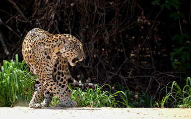 A magnificent jaguar walks on a beach in Brazil's Pantanal area