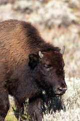 Fototapeta premium Juvenile bison in Lamar Valley in Yellowstone National Park