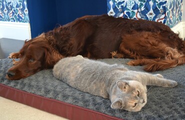 Dog and cat together.