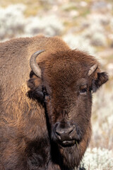 Fototapeta premium Portrait of a bison in Yellowstone National Park