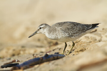 Shorebird - juvenile Calidris canutus, Red Knot on the Baltic Sea shore, migratory bird Poland Europe