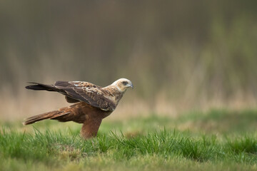 Flying Birds of prey Marsh harrier Circus aeruginosus, hunting time Poland Europe