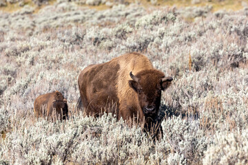 Adult and child bison grazing in Lamar Valley in Yellowstone National Park