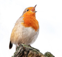 Singendes Rotkehlchen