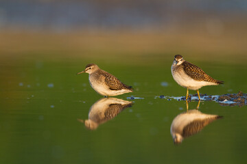 Shorebirds - Wood Sandpiper Tringa glareola, wildlife Poland Europe