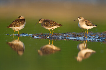 Shorebirds - Wood Sandpiper Tringa glareola, wildlife Poland Europe