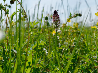 Brand-Knabenkraut, Neotinea ustulata, Brandknabenkraut
