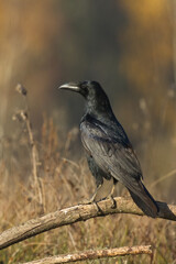 Bird beautiful raven Corvus corax North Poland Europe