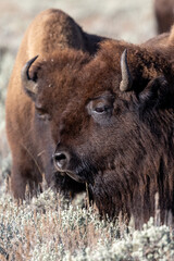 Fototapeta premium Portrait of several bison in Lamar Valley in Yellowstone National Park
