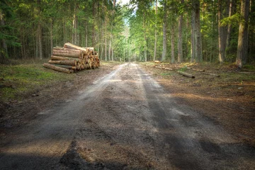 Keuken spatwand met foto Landscape autumn road with colourful trees, autumn Poland, Europe and amazing blue sky with clouds, sunny day, logs of cut wood stacked, lumber industry © Marcin Perkowski